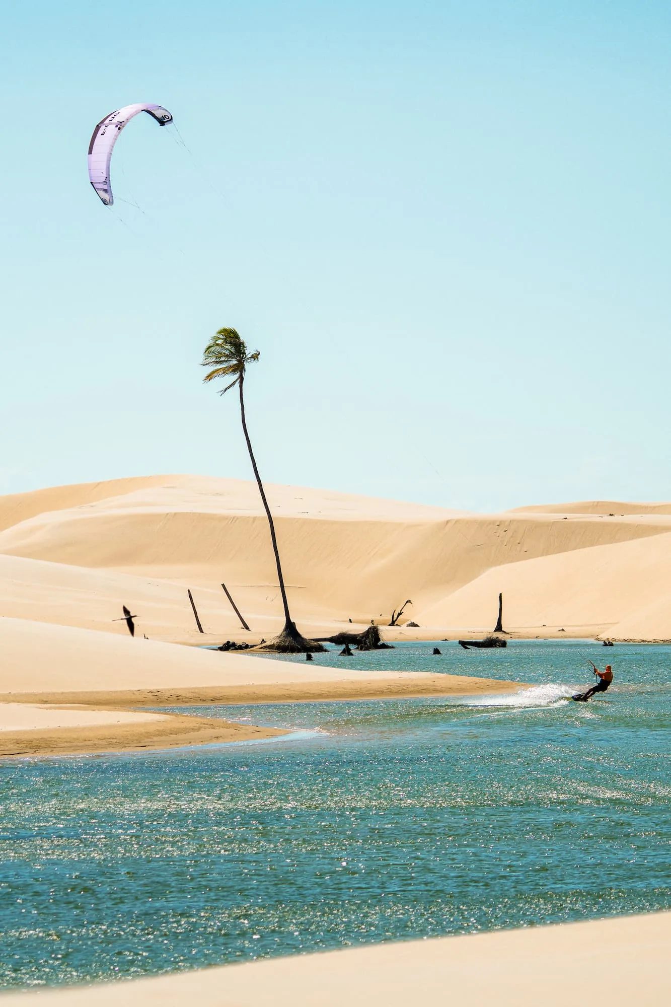 Kitesurfista navegando por uma lagoa entre as dunas dos Lençóis Maranhenses, com coqueiro inclinado ao vento.